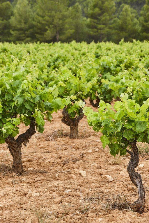 Descubre Los Mejores Vinos De Ribera Del Duero Enovinos