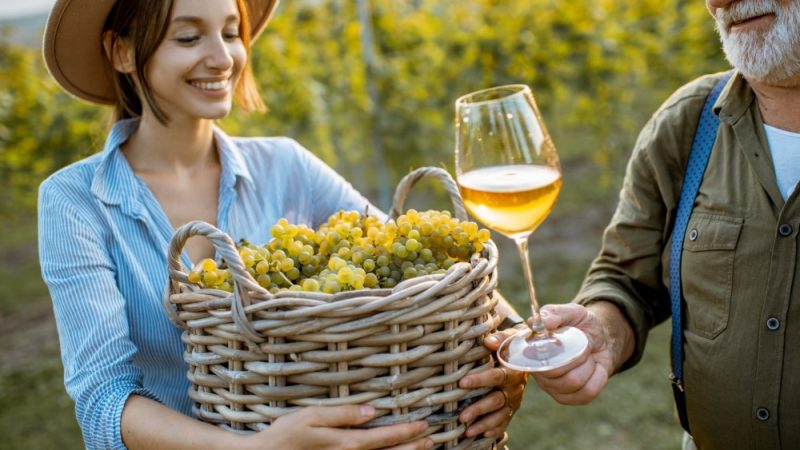 Guía básica de cata de vinos: cómo apreciar sus aromas y sabores