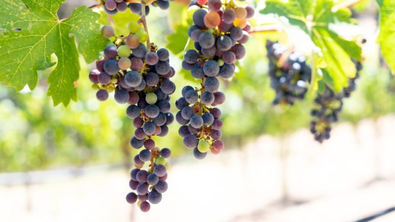 ¿Cuál es la mejor variedad de uva para vino tinto?